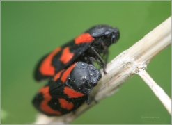 <p>PĚNODĚJKA ČERVENÁ (Cercopis vulnerata) ---- /Black-and-red froghopper - Gemeine Blutzikade/</p>